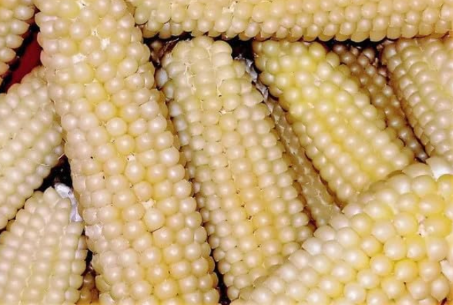 Japanese Hulless Popcorn Corn Seeds White Kernels