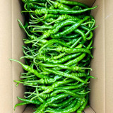 Spiral Spicy Line Pepper Seeds – Vigorous Growth, Easy to Maintain, Suitable for Home and Commercial Growers