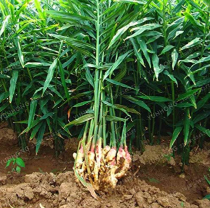 Ginger Seed Balcony Organic Seed Vegetables Potted Seed for Four Seasons Plant Seed