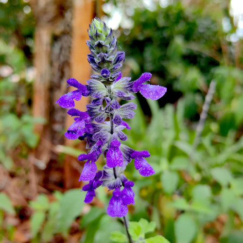 Hezhichun Blue Sage Seeds – Salvia farinacea | Sun Loving, Low Maintenance, Long-Lasting Blooms for Landscaping