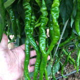 Spiral Spicy Line Pepper Seeds – Vigorous Growth, Easy to Maintain, Suitable for Home and Commercial Growers