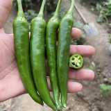 Xiangla Hangjiao Pepper Seeds – Premium Fresh-Eating Variety, Early Maturing, High Yielding, Excellent Cooking Performance