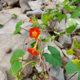 Hezhichun Cardinal Climber Seeds – Fast-Growing Annual Twining Vine for Trellis, Fence, and Container