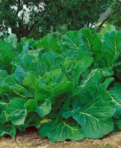 Kale Portuguese Seeds Couve Tronchuda Non-GMO Heirloom, Tracking Included - Seed