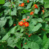 Hezhichun Cardinal Climber Seeds – Fast-Growing Annual Twining Vine for Trellis, Fence, and Container