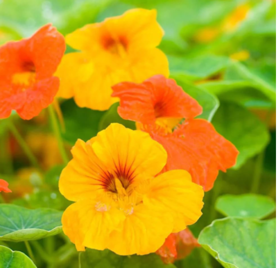 Dwarf Jewel Mix Nasturtium Seeds