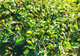 Heirloom Chiltepin Pepper Seeds - Capsicum anuum VAR. glabriusculum - Non-GMO