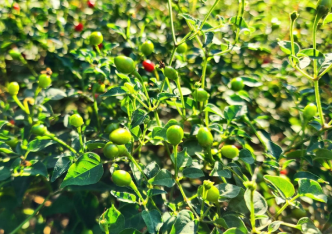 Heirloom Chiltepin Pepper Seeds - Capsicum anuum VAR. glabriusculum - Non-GMO