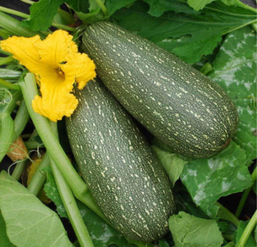 Zucchini Seeds Black Beauty Round Grey Tatume Spineless Green Summer Squash