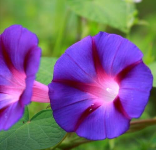 Grandpa OTT Morning Glory Seeds | Deep Purple Fl