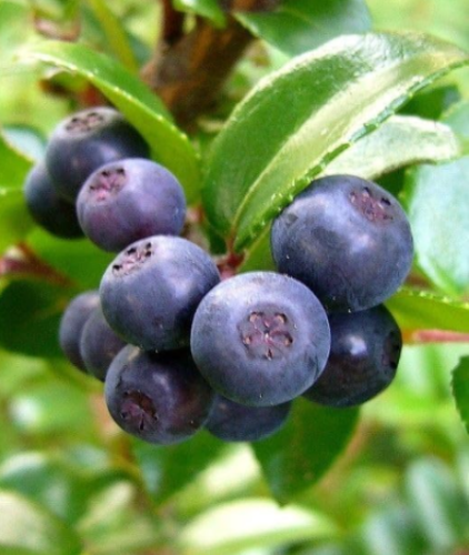 Big Huckleberry Seeds | Vaccinium membranaceum | Edible Native Berry