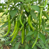 Xiangla Hangjiao Pepper Seeds – Premium Fresh-Eating Variety, Early Maturing, High Yielding, Excellent Cooking Performance