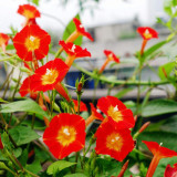 Hezhichun Cardinal Climber Seeds – Fast-Growing Annual Twining Vine for Trellis, Fence, and Container