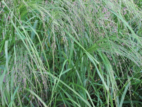 Ivory Maskal Teff Seed Ethiopian Xaafi Ancient Crop Seeds