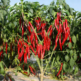 Chaodi Pepper Seeds – Mid-Early Chili Pepper, High Yield, Easy to Grow, Suitable for Fresh Use and Processing