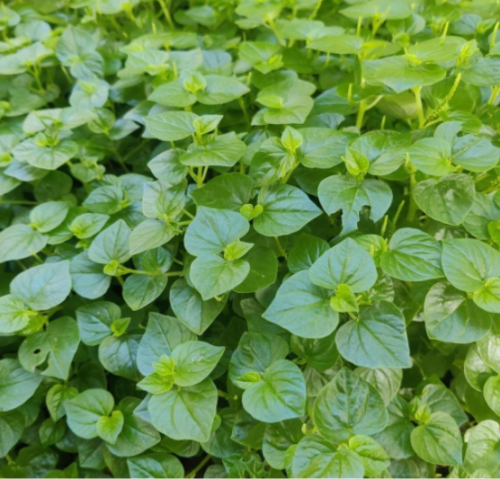 Peperomia Pellucida Seeds – Edible Clearweed Salad Herb, Easy-to-Grow