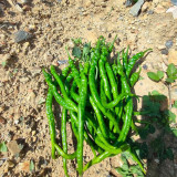 Spiral Spicy Line Pepper Seeds – Vigorous Growth, Easy to Maintain, Suitable for Home and Commercial Growers
