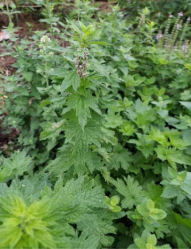 Motherwort (Leonurus cardiaca) Seeds from organically Grown Plants