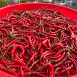 Chaodi Pepper Seeds – Mid-Early Chili Pepper, High Yield, Easy to Grow, Suitable for Fresh Use and Processing