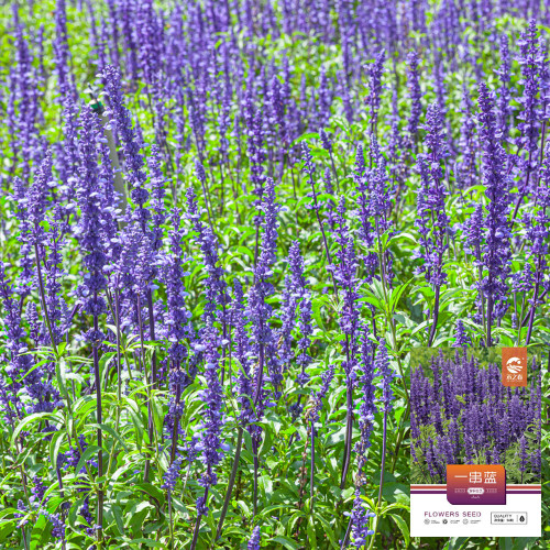 Hezhichun Blue Sage Seeds – Salvia farinacea | Sun Loving, Low Maintenance, Long-Lasting Blooms for Landscaping