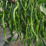 Spiral Spicy Line Pepper Seeds – Vigorous Growth, Easy to Maintain, Suitable for Home and Commercial Growers