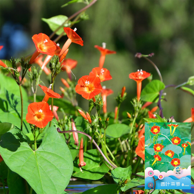 Hezhichun Cardinal Climber Seeds – Fast-Growing Annual Twining Vine for Trellis, Fence, and Container