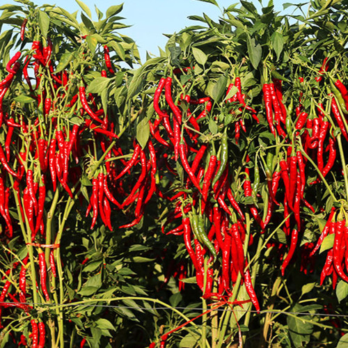 Chaodi Pepper Seeds – Mid-Early Chili Pepper, High Yield, Easy to Grow, Suitable for Fresh Use and Processing
