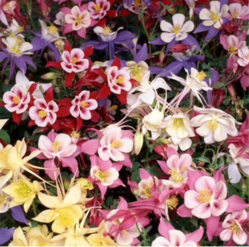 Dwarf Columbine Seeds Mixed Colors Perennial Flower Garden
