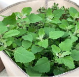 Organic Lamb's Quarters Seeds Goosefoot, Wild Spinach, lambsquarter