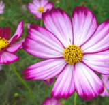 Candy Stripe Cosmos Bipinnatus Flower Seeds