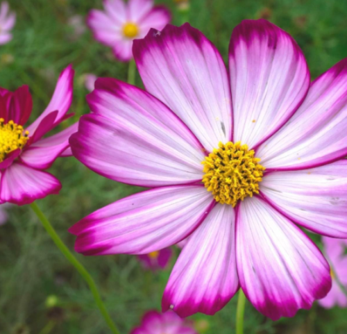 Candy Stripe Cosmos Bipinnatus Flower Seeds