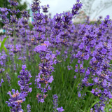 Hezhichun Lavender Seeds | Perennial, Cold Hardy, Drought Tolerant for Border & Cluster Planting