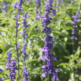 Hezhichun Lavender Seeds | Perennial, Cold Hardy, Drought Tolerant for Border & Cluster Planting