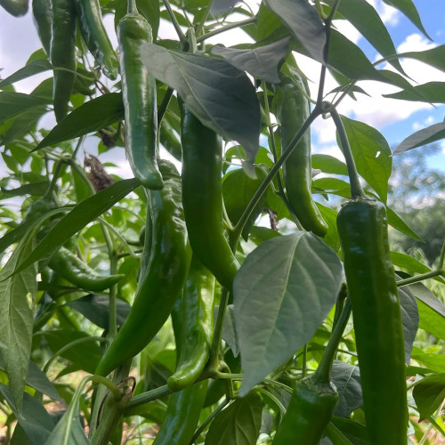 Xiangla Hangjiao Pepper Seeds – Premium Fresh-Eating Variety, Early Maturing, High Yielding, Excellent Cooking Performance