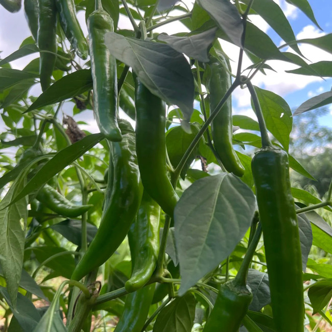 Xiangla Hangjiao Pepper Seeds – Premium Fresh-Eating Variety, Early Maturing, High Yielding, Excellent Cooking Performance
