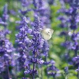 Hezhichun Lavender Seeds | Perennial, Cold Hardy, Drought Tolerant for Border & Cluster Planting