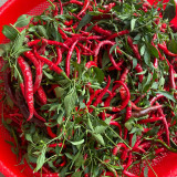Chaodi Pepper Seeds – Mid-Early Chili Pepper, High Yield, Easy to Grow, Suitable for Fresh Use and Processing