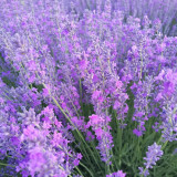 Hezhichun Lavender Seeds | Perennial, Cold Hardy, Drought Tolerant for Border & Cluster Planting