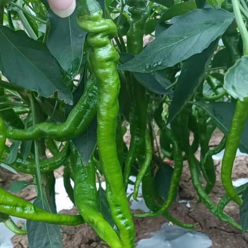 Spiral Spicy Line Pepper Seeds – Vigorous Growth, Easy to Maintain, Suitable for Home and Commercial Growers