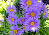 Blue Aster Seeds, Aster Alpinus Blue, Perennial, Heirloom, Organic