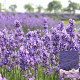 Hezhichun Lavender Seeds | Perennial, Cold Hardy, Drought Tolerant for Border & Cluster Planting