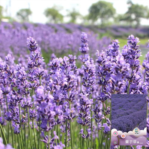 Hezhichun Lavender Seeds | Perennial, Cold Hardy, Drought Tolerant for Border & Cluster Planting
