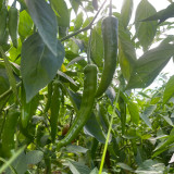 Xiangla Hangjiao Pepper Seeds – Premium Fresh-Eating Variety, Early Maturing, High Yielding, Excellent Cooking Performance