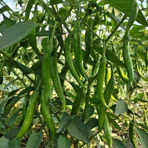 Xiangla Hangjiao Pepper Seeds – Premium Fresh-Eating Variety, Early Maturing, High Yielding, Excellent Cooking Performance