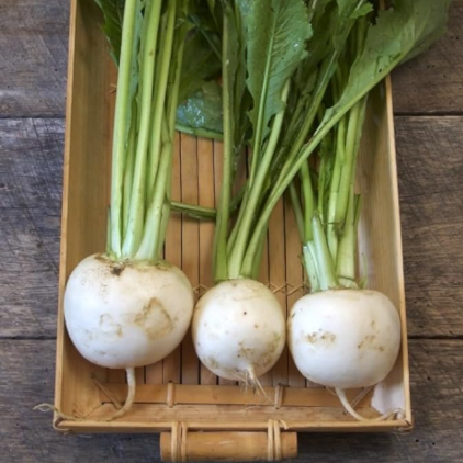 Shogoin Japanese White Hakurei Seeds Asian Vegetable Plant