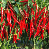 Chaodi Pepper Seeds – Mid-Early Chili Pepper, High Yield, Easy to Grow, Suitable for Fresh Use and Processing