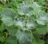 Horehound Seeds Perennial herb Garden MARRUBLUM VULGARE