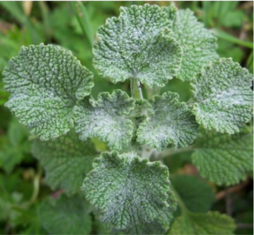 Horehound Seeds Perennial herb Garden MARRUBLUM VULGARE