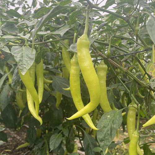 Yellow Beauty Pepper Seeds – Vigorous Growth, High Yield, Continuous Fruiting, Intense Spiciness
