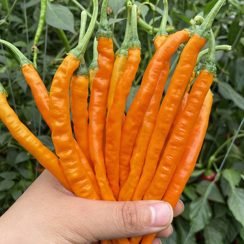 Yellow Spicy Girl Line Pepper Seeds – High Yield, Easy to Grow, Suitable for Fresh and Processing Markets